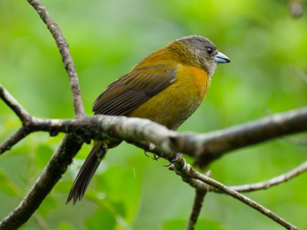 <h3>Ramphocelus passerinii / Passerini's tanager / Roodrugtangare</h3>OM-1 Mark II with OLYMPUS M.150-400mm F4.5, 1/500 sec at F4.5, ISO 5000, distance 6.74 m